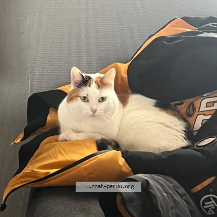 Foto 1/1 Praline Chat perdido en Charleville mezieres