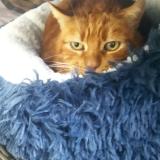 Foto del gato perdido en Slt Magne