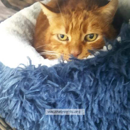 Foto 1/1 Lovely Chat perdido en Slt magne