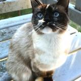 Foto del gato perdido en Nantes