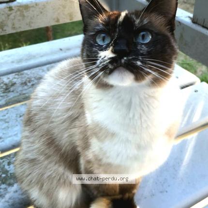 Foto 1/1 Coco Chat perdido en Nantes