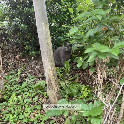 Foto 2/2 Gato encontrado Encontrado en Les lilas