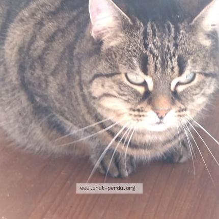 Foto 1/1 Mistigri Chat perdido en Troyes