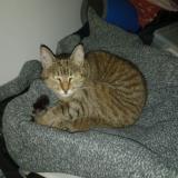 Foto del gato perdido en Mesvre