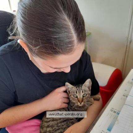 Foto 1/1 TIGROU Chat perdido en Bernin