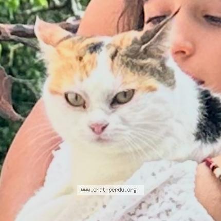 Foto 1/1 Câline Chat perdido en Neuchatel