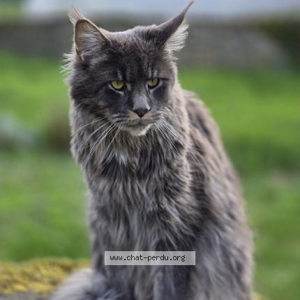 Foto 1/1 BIGGIE Chat perdido en Montfort le gesnois