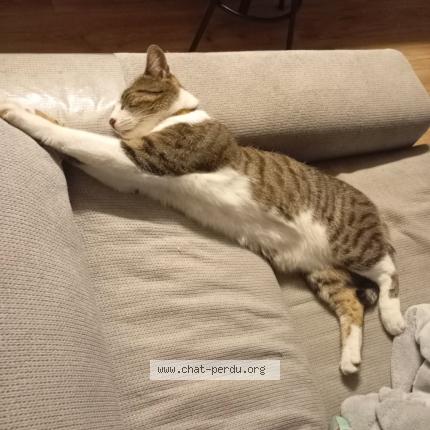 Foto 1/1 Pika Chat perdido en Guilly