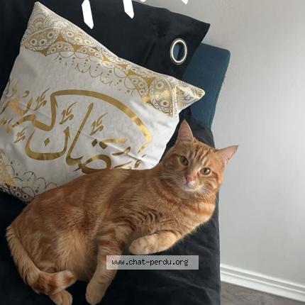 Foto 1/1 Twix tigro Chat perdido en Vitry sur seine