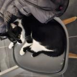 Foto del gato perdido en Rennes