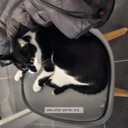 Foto 1/1 Kimi Chat perdido en Rennes