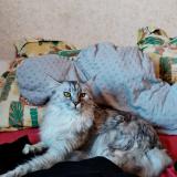 Foto del gato perdido en Chemille En Anjou Chemille Mela