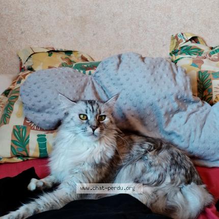 Foto 1/1 Griselda Brebion Chat perdido en Chemille en anjou chemille mela