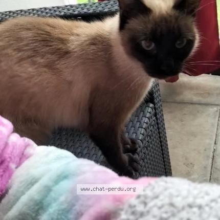 Foto 1/1 Gato encontrado Perdido en Pau