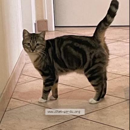 Foto 1/1 PRUNELLE Chat perdido en Saint ouen de thouberville