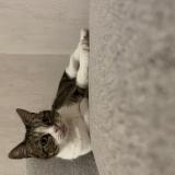 Foto del gato perdido en Sainte Maure De Touraine