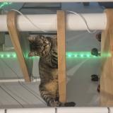 Foto del gato perdido en Marseille