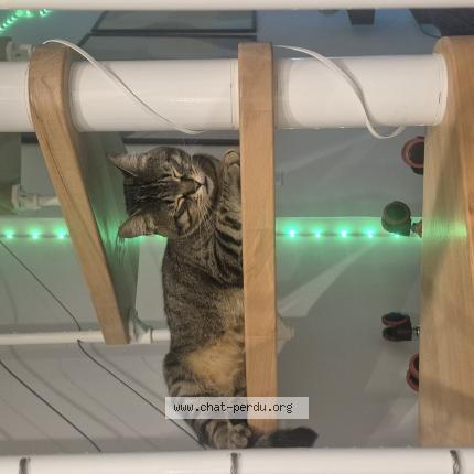 Foto 1/1 Gato encontrado Perdido en Marseille