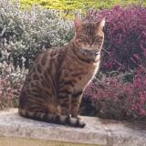 Foto del gato perdido en Grand Couronne