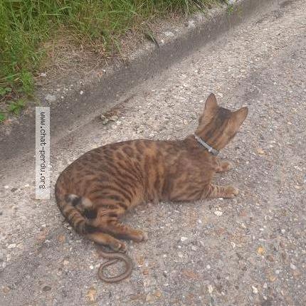 Foto 2/2 Mikachewo Chat perdido en Grand couronne