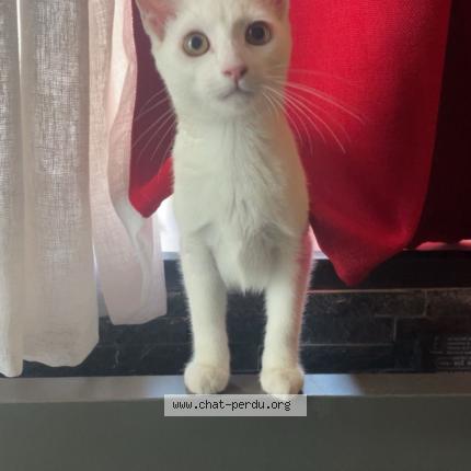 Foto 1/1 Poupou Chat perdido en Villeparisis