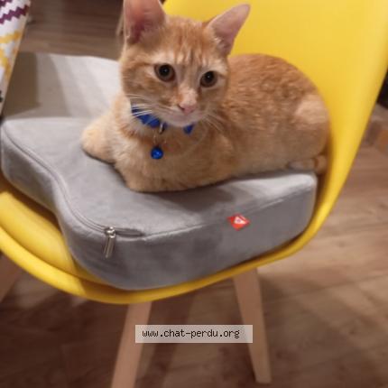 Foto 1/1 Yoshi Chat perdido en Guilly