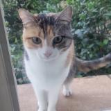 Foto del gato perdido en Carqueiranne