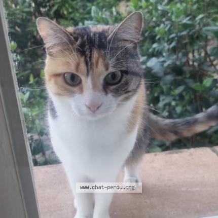 Foto 1/1 Molly Chat perdido en Carqueiranne