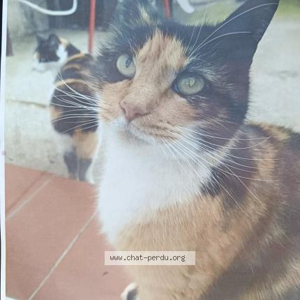 Foto 1/1 Caline Chat perdido en Rivesaltes