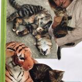 Foto del gato perdido en Beaucamps Ligny