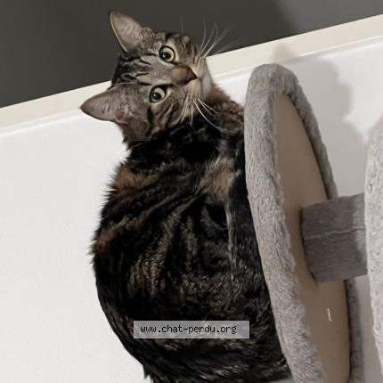 Foto 1/1 Groot Chat perdido en Grabels