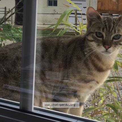 Foto 1/1 TIGROU Chat perdido en Bussy lettree