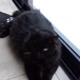 Foto del gato perdido en Pollestres