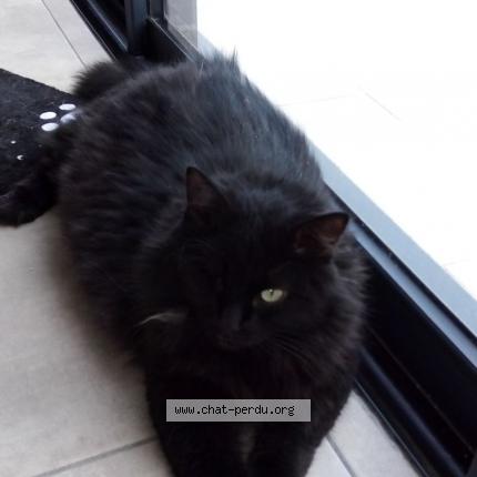 Foto 1/1 Gato encontrado Perdido en Pollestres