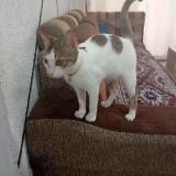 Foto del gato perdido en Bharuch