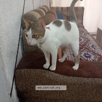 Foto 1/1 Lily Chat perdido en Bharuch