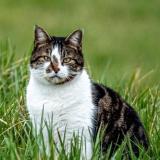 Foto del gato perdido en Viuz En Sallaz