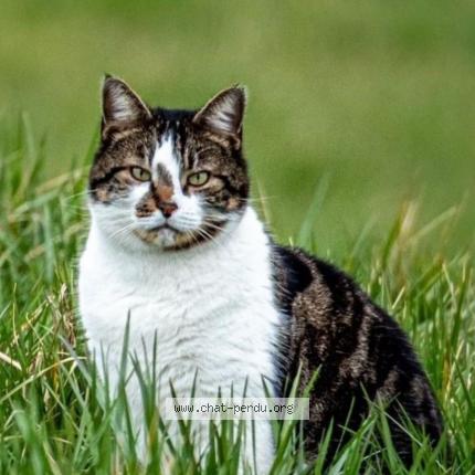 Foto 1/1 Wini Chat perdido en Viuz en sallaz