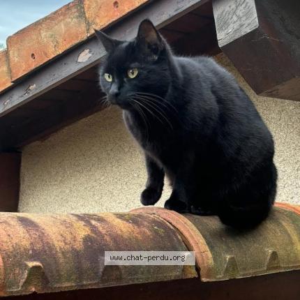 Foto 1/1 Java Chat perdido en Valence