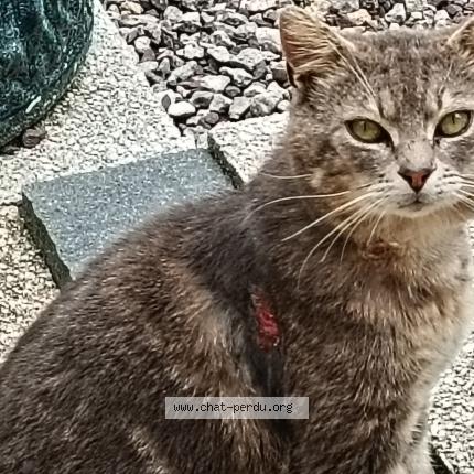 Foto 1/1 Gato encontrado Encontrado en Plouneventer