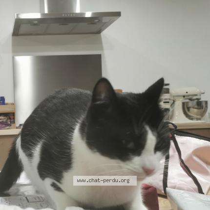 Foto 1/1 Ponyo Chat perdido en Aurignac