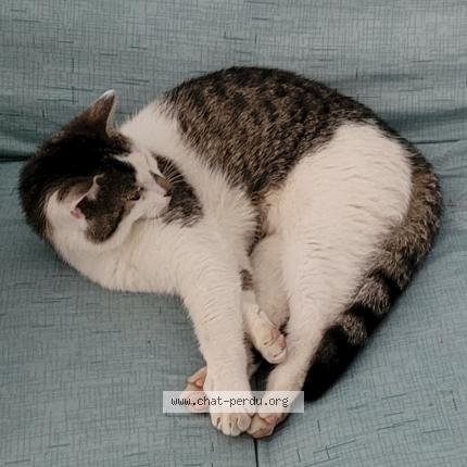 Foto 1/1 Vickitty Chat perdido en Troyes