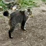 Foto del gato perdido en Cessenon Sur Orb