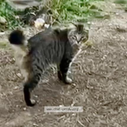 Foto 1/3 Ziggon Chat perdido en Cessenon sur orb