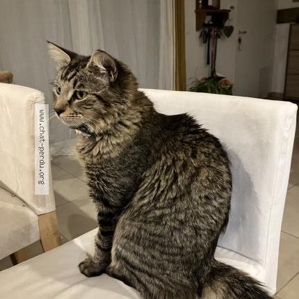 Foto 2/3 Ziggon Chat perdido en Cessenon sur orb