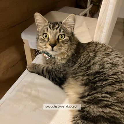 Foto 3/3 Ziggon Chat perdido en Cessenon sur orb