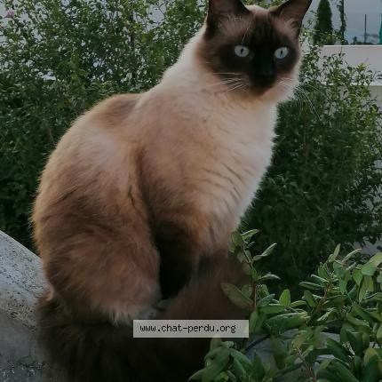 Foto 1/1 Yuki Chat perdido en 84250 le thor