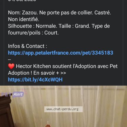 Foto 1/1 Zazou Chat perdido en Aire sur l adour