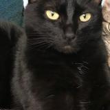 Foto del gato perdido en Sartrouville