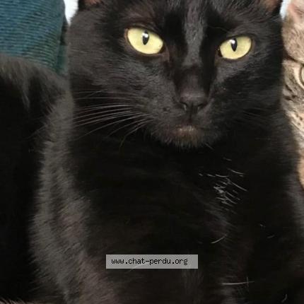 Foto 1/1 Gato encontrado Perdido en Sartrouville